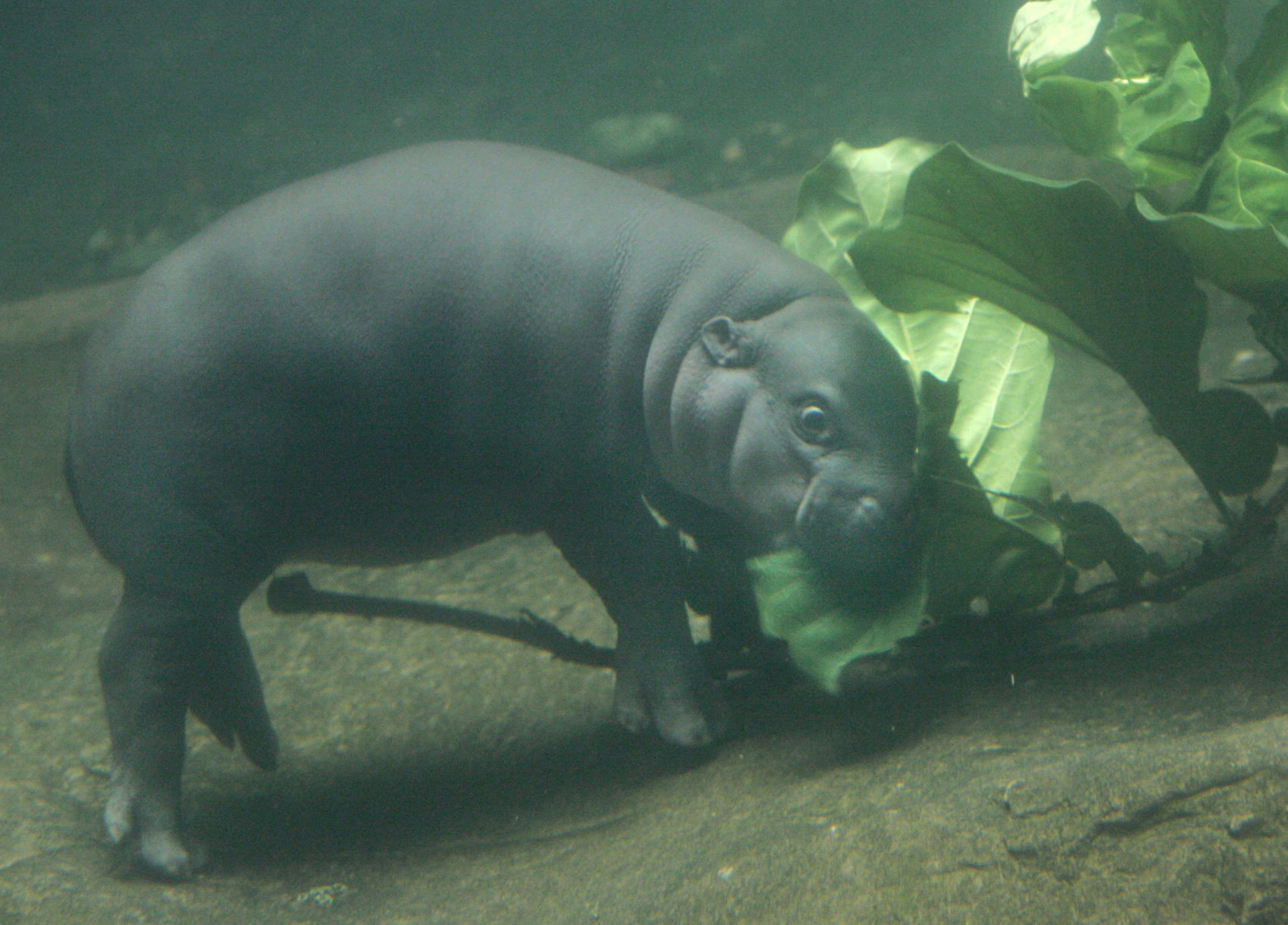 zoo babies